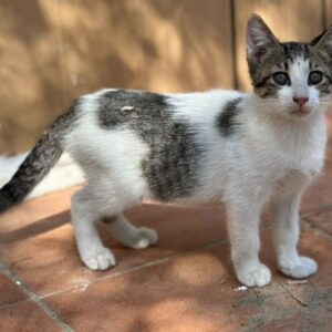 Kelani – geb. ca. 05/2026