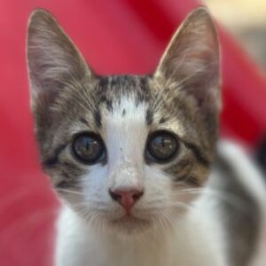 Kelani – geb. ca. 05/2026