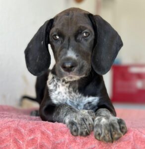 Kiki – geb. ca. 06/2026