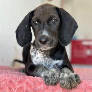 Kiki – geb. ca. 06/2026