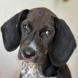 Kiki – geb. ca. 06/2026