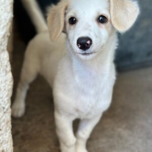 Kim – geb. ca. 06/2026