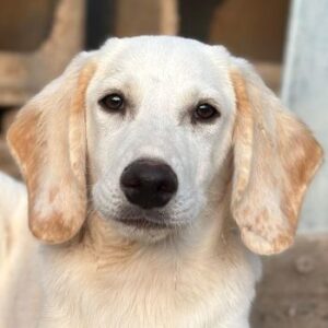 Knuffel – geb. ca. 03/2026