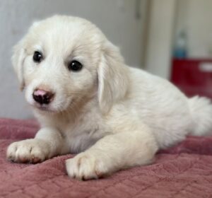Lari – geb. ca. 06/2026