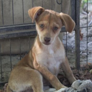 Lilie – geb. ca. 04/2026