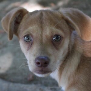 Lilie – geb. ca. 04/2026