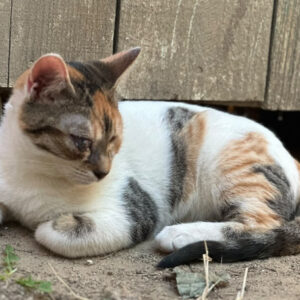 Linda-Cat – geb. ca. 04/2026