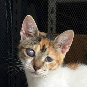 Linda-Cat – geb. ca. 04/2026