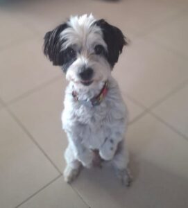 Lissy – geb. ca. 09/2020