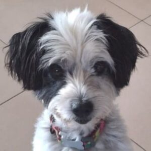 Lissy – geb. ca. 09/2020