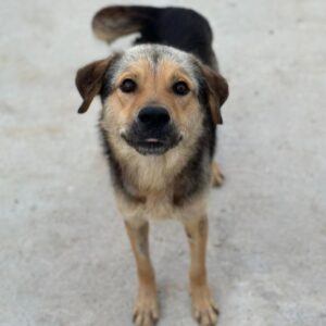 Luigi – geb. ca. 09/2025