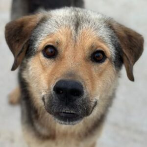 Luigi – geb. ca. 09/2025
