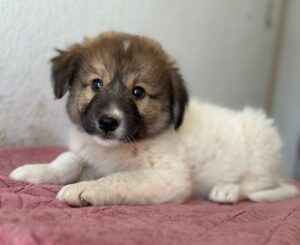 Luki – geb. ca. 06/2026