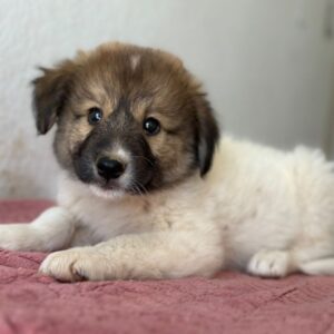 Luki – geb. ca. 06/2026