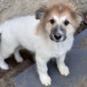 Luki – geb. ca. 06/2026