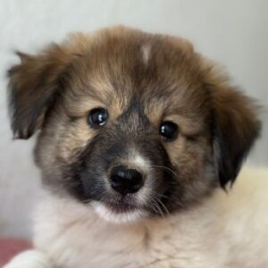 Luki – geb. ca. 06/2026