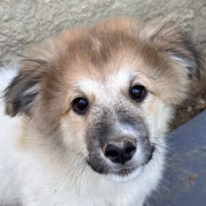 Luki – geb. ca. 06/2026