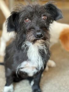 Lulu – geb. ca. 09/2024