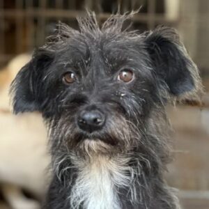 Lulu – geb. ca. 09/2024
