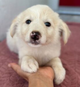 Michi – geb. ca. 06/2026