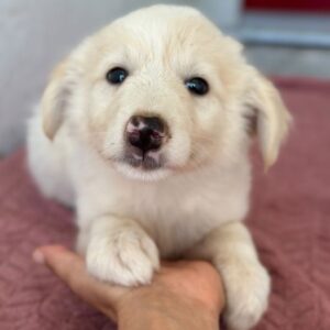 Michi – geb. ca. 06/2026