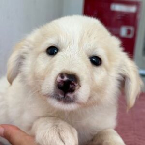 Michi – geb. ca. 06/2026