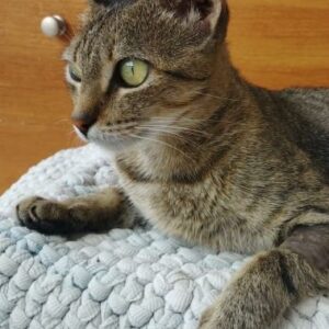Minka – geb. ca. 09/2024