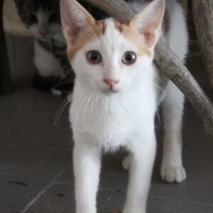 Nalia – geb. ca. 05/2026