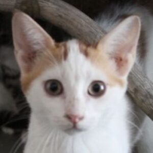 Nalia – geb. ca. 05/2026