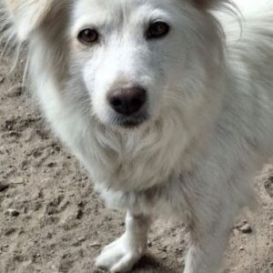 Nanuq – geb. ca. 09/2024 – 53947 Nettersheim