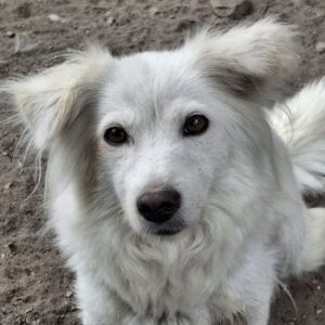 Nanuq – geb. ca. 09/2024