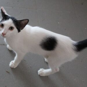 Nelson – geb. ca. 05/2026