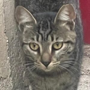 Nora – geb. ca. 06/2024