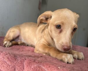 Olive – geb. ca. 06/2026