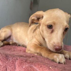 Olive – geb. ca. 06/2026