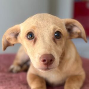 Olive – geb. ca. 06/2026