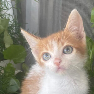 Omiros – geb. ca. 07/2026