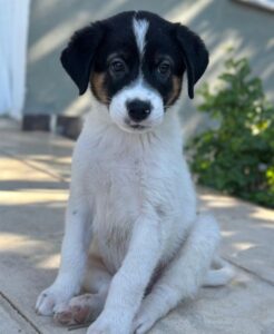 Paulo – geb. ca. 06/2026