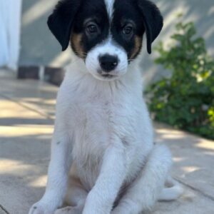 Paulo – geb. ca. 06/2026