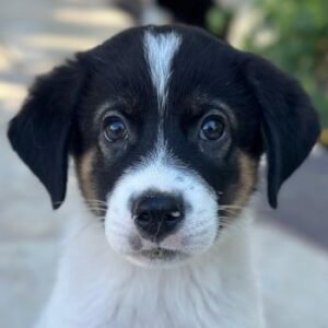 Paulo – geb. ca. 06/2026