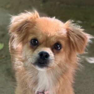 Peggy – geb. ca. 09/2024