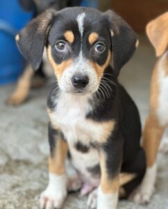 Pepper – geb. ca. 05/2026