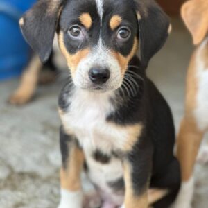 Pepper – geb. ca. 05/2026