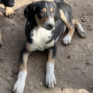 Pepper – geb. ca. 05/2026
