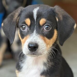 Pepper – geb. ca. 05/2026