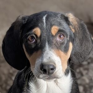 Pepper – geb. ca. 05/2026