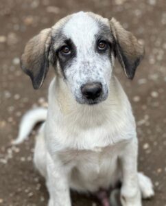 Pippin – geb. ca. 04/2026