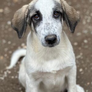 Pippin – geb. ca. 04/2026