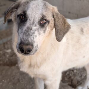 Pippin – geb. ca. 04/2026