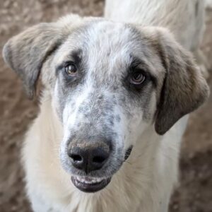 Pippin – geb. ca. 04/2026